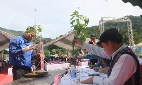 Đà Nẵng cam kết hoàn tiền nếu phát hiện tam thất giả danh sâm Ngọc Linh