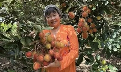 Sầu riêng, chôm chôm, măng cụt miền Tây đồng loạt rớt giá, nhà vườn than 'làm cả năm không công'