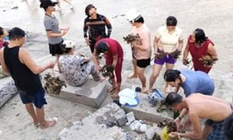 Dù có biển cấm, du khách vẫn bẻ san hô ở biển Hòn Chồng mang về