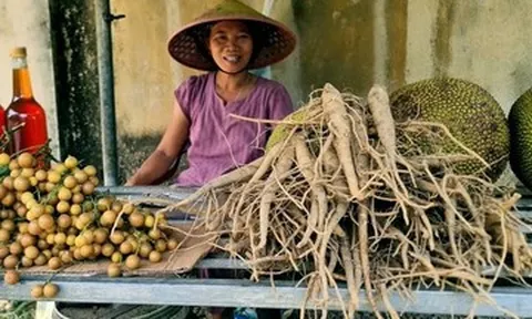 Không tốn tiền giống, người dân Thanh Hóa thu hàng chục triệu từ cây 'tiến vua'