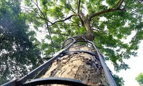 3 loại cây trồng trong vườn được ví như "báu vật", càng để lâu càng giá trị