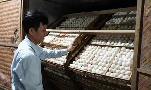Khởi nghiệp từ vài trăm con vịt, nông dân Quảng Trị thu gần 1 tỷ đồng mỗi năm