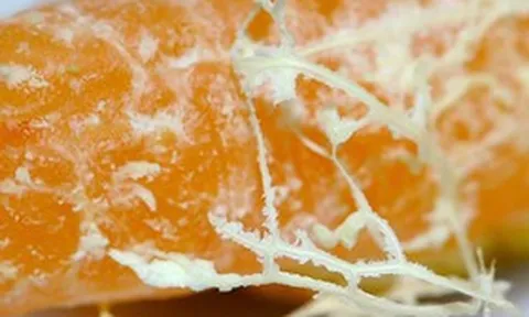 Tưởng chỉ có sữa, hóa ra 3 loại quả bình dân ngoài chợ rất tốt cho xương trẻ