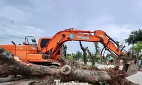 Di dời hàng xà cừ cổ thụ phục vụ dự án đường 70 hơn 3.370 tỷ đồng