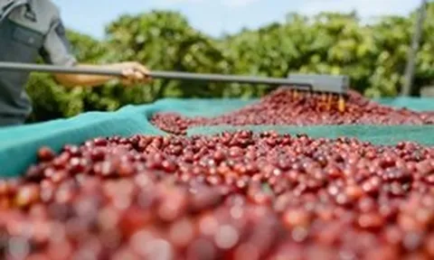 Liên kết nông hộ để giữ 'chuẩn' cà phê Robusta từ vườn