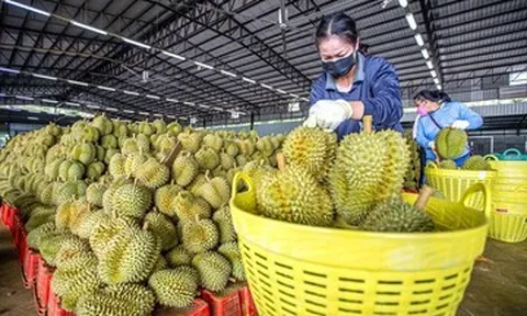 Nguồn cung ‘bùng nổ’ ở thị trường Trung Quốc, giá sầu riêng lao dốc