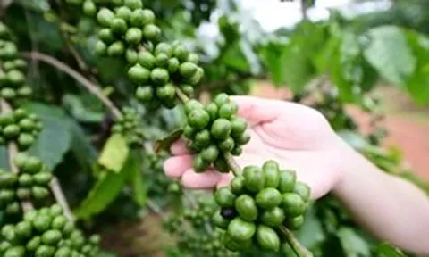 Giữa hội thảo tỉ đô về cà phê, một nông dân xin nói về... đất trồng