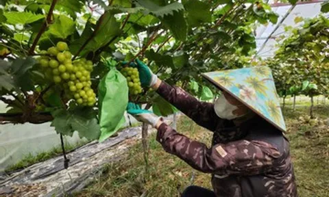 Bỏ 200 triệu trồng giống nho ‘khó chiều’, chàng trai Hà Tĩnh thu tiền trên đất đồi
