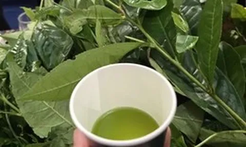 Chén chè đâm xứ Nghệ thơm mát ngày hè