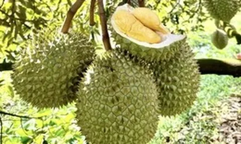 Những ‘góc khuất’ của ngành xuất khẩu sầu riêng