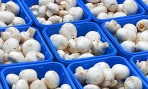 Phát minh của Trung Quốc làm rung chuyển ngành thực phẩm: Tạo nguồn protein từ nấm biến đổi gen, vị giống thịt, sản xuất nhanh hơn 88%
