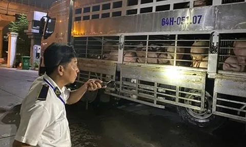 Chặn 3 xe chở lợn vào TPHCM, tiêu hủy hơn 35 tấn vì nhiễm chất cấm và dịch bệnh