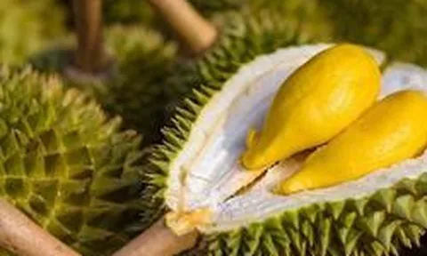 Sau Trung Quốc, Việt Nam chính thức khai phá 'mỏ vàng' sầu riêng 1,4 tỷ dân: Thái Lan, Malaysia cũng đang chạy đua