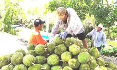 Mã số vùng trồng sầu riêng: Cách nào tránh cảnh 'cha chung không ai khóc'?