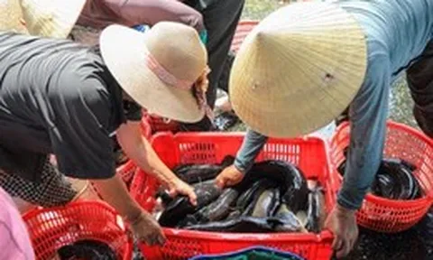 Dân Quảng Trị nuôi cá lóc giữa vùng cát trắng