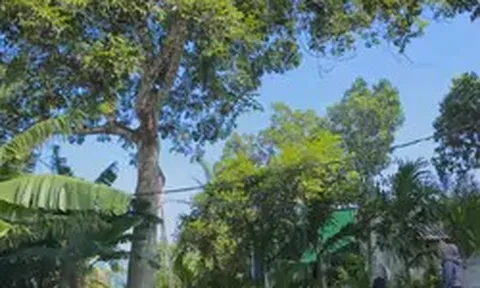 Đặc sản Hà Tĩnh mất mùa