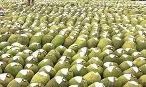 Việt Nam có loại quả 'cứu tinh của thế giới' khiến Trung Quốc phải thừa nhận ngon hơn 'của nhà trồng', cực giàu protein, diện tích trồng hơn 80.000 ha