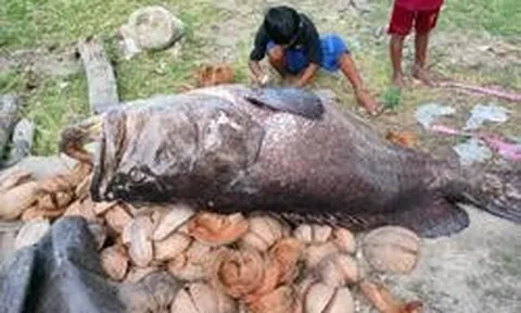 3 cậu bé bắt được con cá mú khổng lồ nặng 150kg trên biển