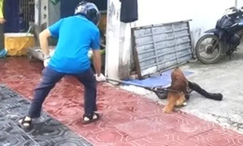 Phường Đông Hòa, TP.HCM tổ chức bắt chó thả rông