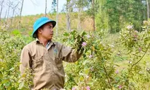 Hai lần khởi nghiệp trắng tay, đổi đời nhờ loài cây mọc dại