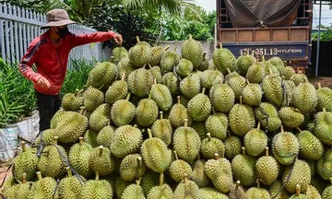 Xuất khẩu sầu riêng tăng mạnh, vì sao giá ngày càng rẻ?