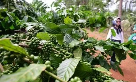 Xuất khẩu tăng vọt, giá cà phê quay đầu giảm