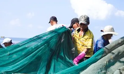 Nhà thùng nước mắm Phú Quốc gặp khó vì thiếu cá cơm