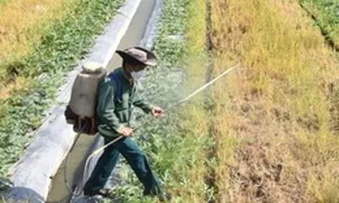 Chưa rõ nguyên nhân rau màu chết bất thường, nông dân thấp thỏm xuống giống vụ mới