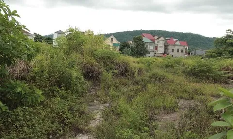 Cận cảnh khu chợ cũ hơn 10.000m2 bỏ hoang nhiều năm, cỏ mọc um tùm