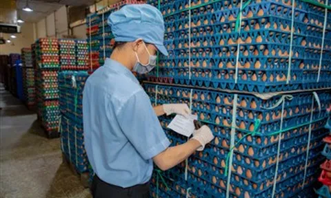 Giá trứng gà thoát đáy; sầu riêng ngày càng rẻ
