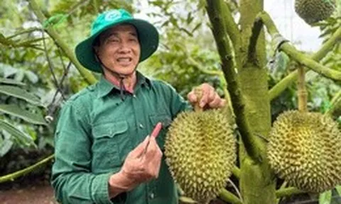 Bộ Nông nghiệp và Môi trường đàm phán với Trung Quốc thống nhất tiêu chuẩn kiểm nghiệm sầu riêng