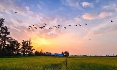 TP.HCM sắp vào 'mùa vàng' đẹp ngỡ ngàng, một tọa độ sống ảo giới trẻ yêu thích