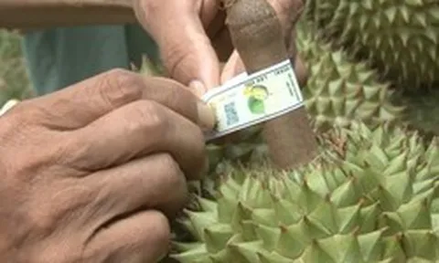 Triển khai chiến dịch "30 ngày đêm" gắn "số nhà" cho vườn trồng, gỡ nút thắt cho mặt hàng 4 tỷ USD