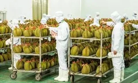 Trung Quốc chi 2,5 tỷ USD mua rau quả Việt