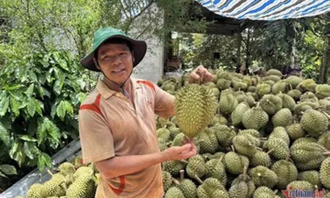 Trung Quốc nhập 1 triệu tấn sầu riêng, Thái Lan bỏ xa Việt Nam vì 'hàng loại A'