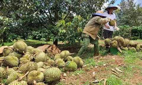 Sầu riêng Việt Nam 'bùng nổ', đạt 2,08 triệu tấn: Báo động dư thừa, giá giảm