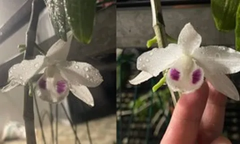 Lan đột biến vẫn còn, nhưng giấc mộng làm giàu tiền tỷ đã tan
