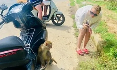 Quen được khách cho ăn, khỉ Sơn Trà chờ khách cho trái cây như... em bé đòi quà
