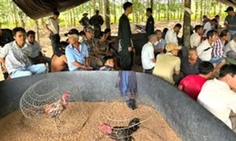 Chồng tổ chức đá gà, vợ bán nước thu tiền triệu mỗi ngày giữa vườn cao su