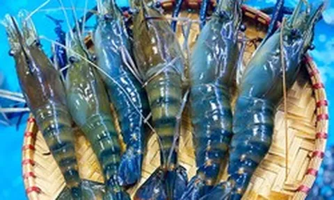 Nông dân miền Tây dùng nguyên liệu bất ngờ để vỗ béo tôm càng xanh