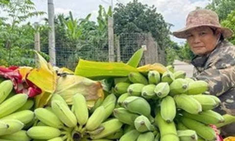 Phú Xuyên: Chuối rớt giá, người trồng vất vả tìm đầu ra