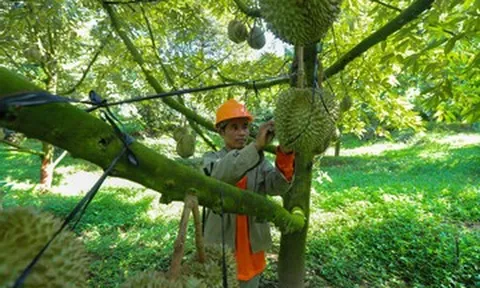 Cú ‘chơi lớn’ trên đồi giúp người dân Khánh Hòa thu tiền tỷ