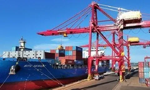 'Cây tỷ đô' của Việt Nam được Trung Quốc, Ấn Độ tích cực đổ tiền mua: Giá tăng 7 tháng liên tiếp, nước ta có diện tích hơn 900.000 ha