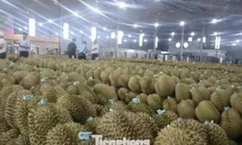 Cảnh báo cơn sốt tỷ đô: Đừng để sầu riêng một mình!