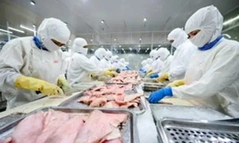 Cá tra Việt Nam gặp khó tại Mỹ vì 'thuế chồng thuế'?