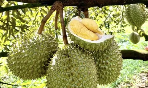 Sầu riêng Đắk Lắk trước cơ hội tỷ USD: Làm lớn phải tính đường dài