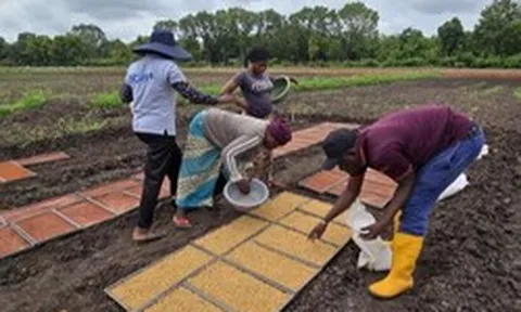 Gạo Việt Nam, Thái Lan bất ngờ có thêm đối thủ: Được Trung Quốc cực kỳ ưa chuộng, nắm giữ lợi thế lớn