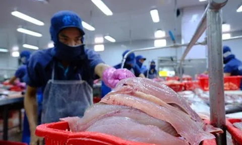 Cá tra tỷ USD của Việt Nam gặp khó tại Mỹ, tăng tốc ở thị trường Trung Quốc