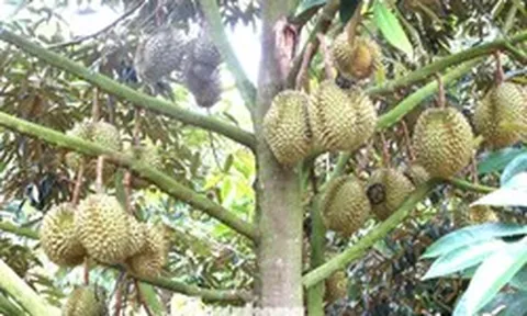 Nhận vơ vườn sầu riêng để lừa hơn 6 tỷ đồng