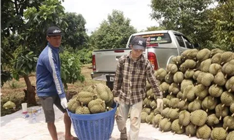 Phó Cục trưởng cảnh báo: Sầu riêng phát triển quá nóng, nguy cơ khủng hoảng thừa